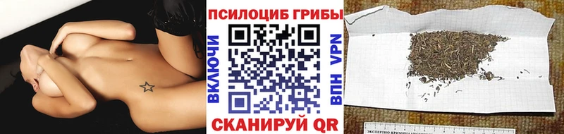 Галлюциногенные грибы Psilocybe  ОМГ ОМГ сайт  нарко площадка клад  Кашин 